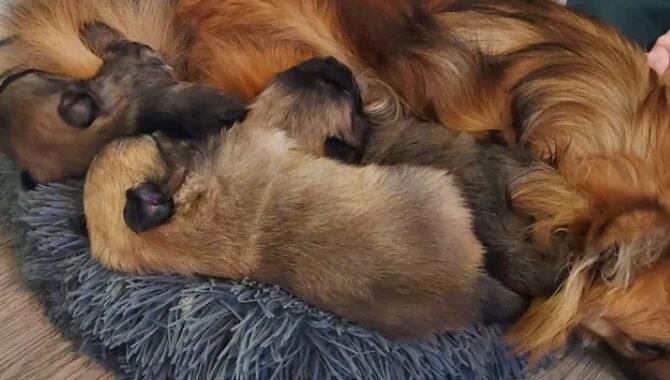 Screenshot 24 3 2026 184011 www.pets4homes.co .uk