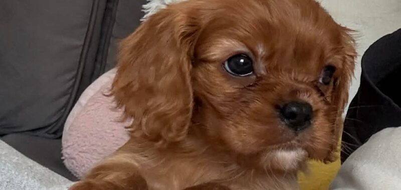 att.ceg6DRWB7ujop3iLFn2DPLnoHkZb0ch3W CQUqSNhHE