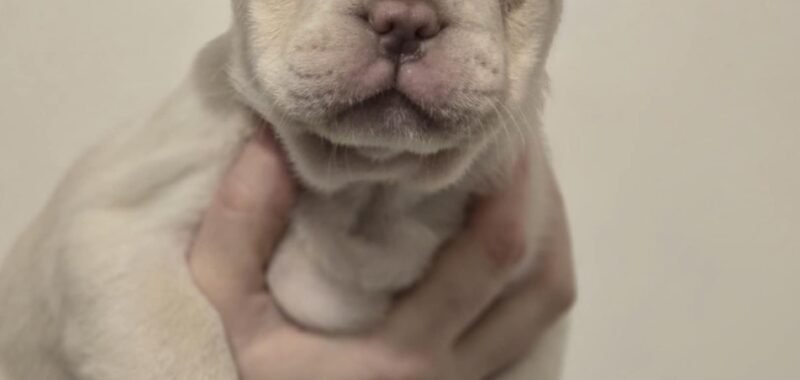 att.fzKc00c7ORYcPQgB325Ci5dFq0ZM7A9DA1C3i7955lM