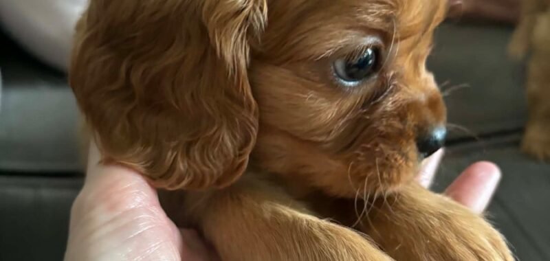 att.jzAIGbmdZLXy3 UDH0HKWt0ntjx0BUN8RumVvpAXRx4