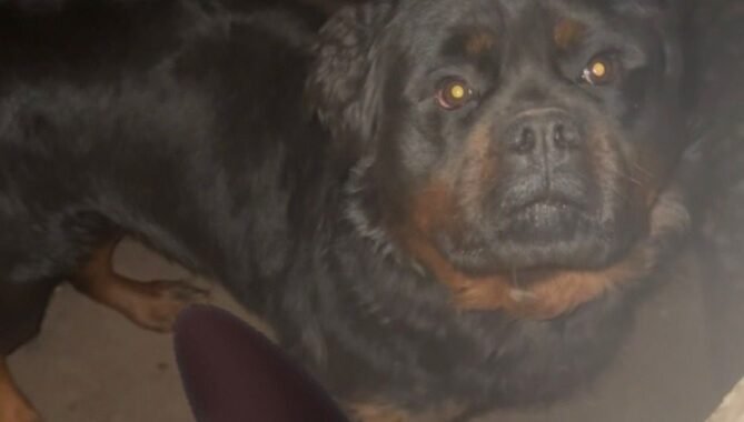 d6f441ee 2cf7 45e6 af9a ef7021342fed