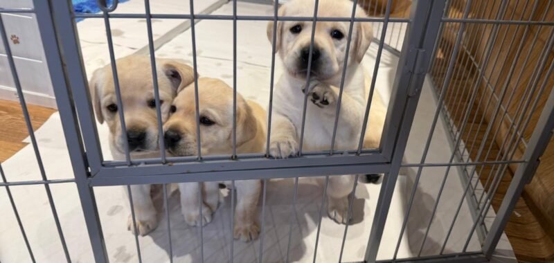 d761013e 59b7 4c2a a278 e53dfb6c5a7d