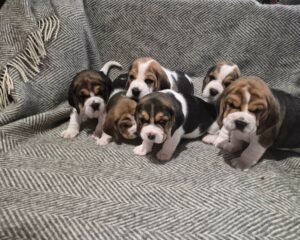 24fb3c9a 3b65 4da9 b1e3 cf07178217f0