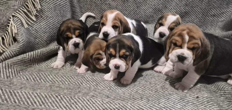 24fb3c9a 3b65 4da9 b1e3 cf07178217f0