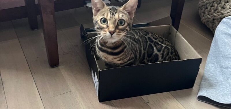 2646DA06 FEAF 4BC0 B259 A613454E5323