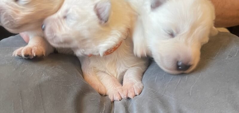 3 White pups
