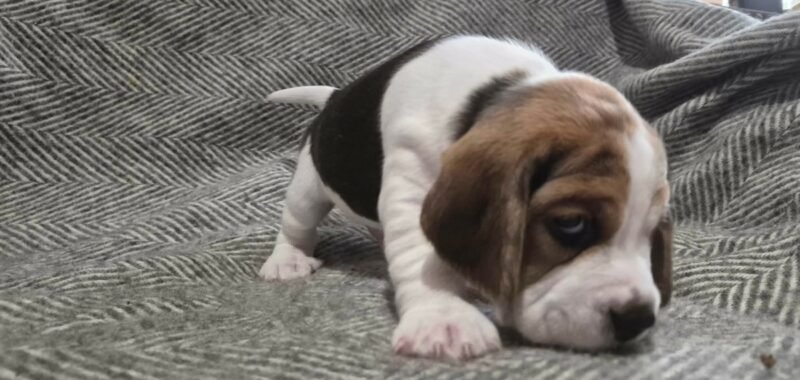 3844afaa afe0 459c 891b b6a8b8005704