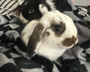 40cf8acc dfb5 401f 9d8a 88cdce12a355