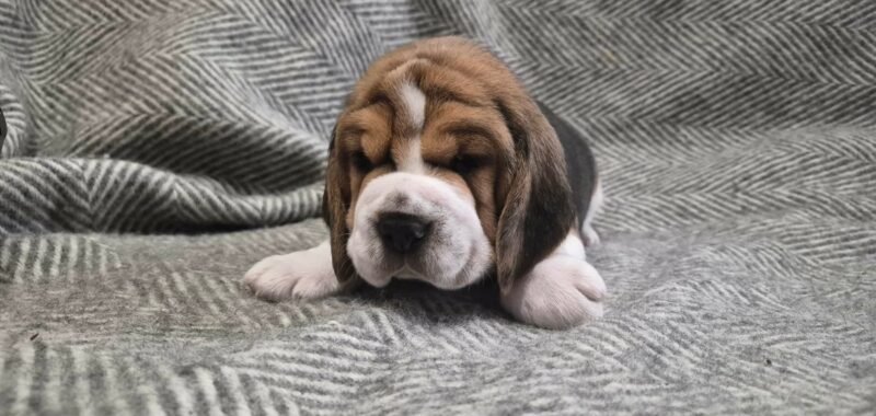 426f57ba cf4d 4835 a4af 0bbff6a95678