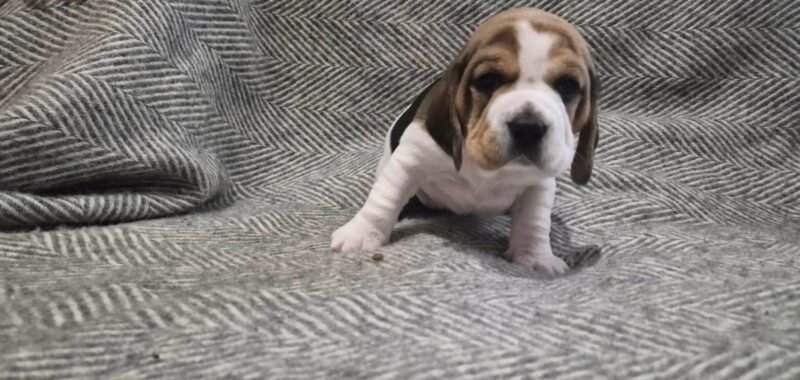 636e8687 bb75 4db7 bd06 9a6ad4a4a6c8