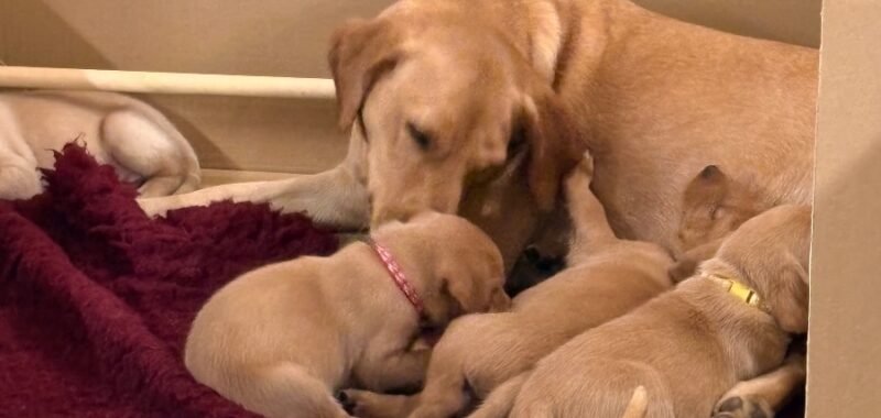 89EBE27B C215 47BA 8BC6 59EFEA6524A4