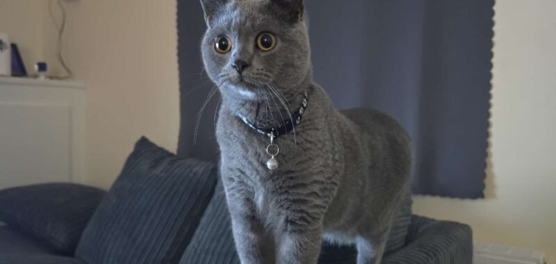 8f6a340c71a245fe91f0daaceda02dff