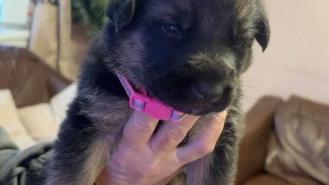 FB IMG 1775371045045