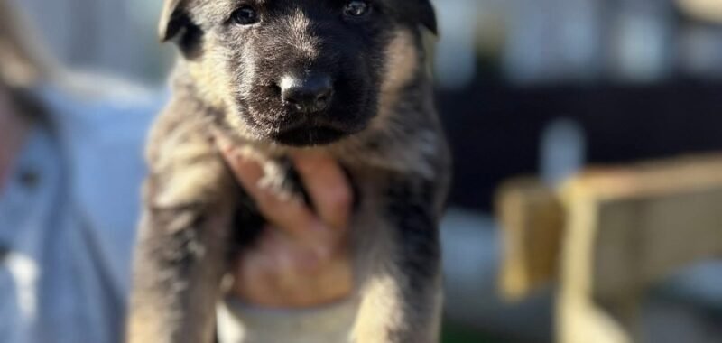 FB IMG 1775418804990