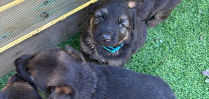 FB IMG 1775418819351