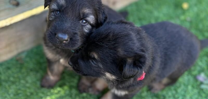 FB IMG 1775418824072