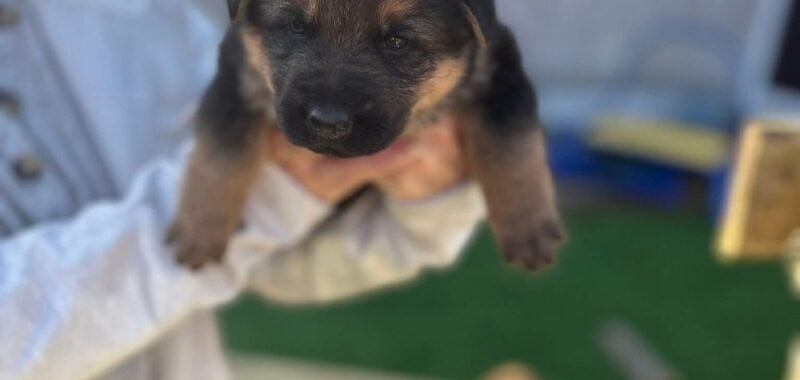 FB IMG 1775418835362