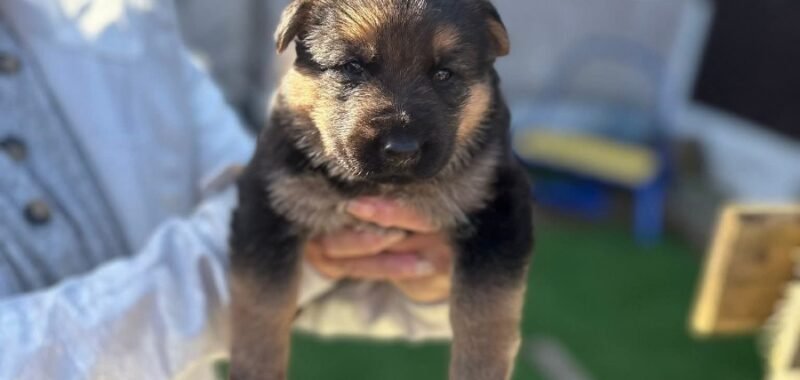 FB IMG 1775418841010