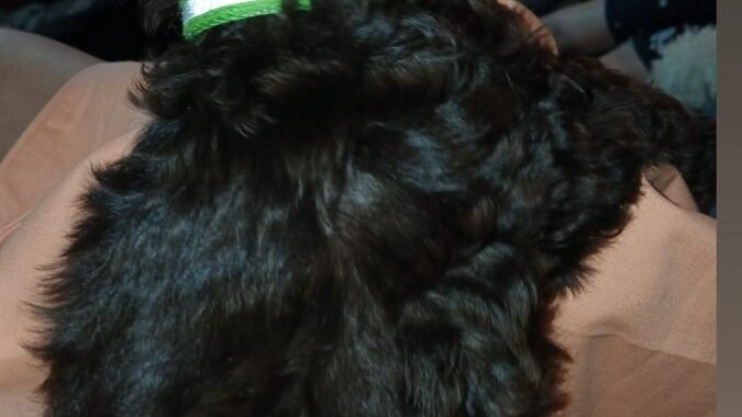 IMG 20260327 WA0008 1