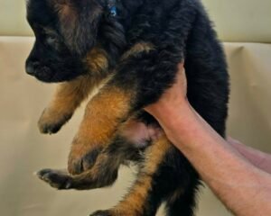 Messenger creation CAF5BD6B 3144 4B65 B4B5 1CA7665ABD1F