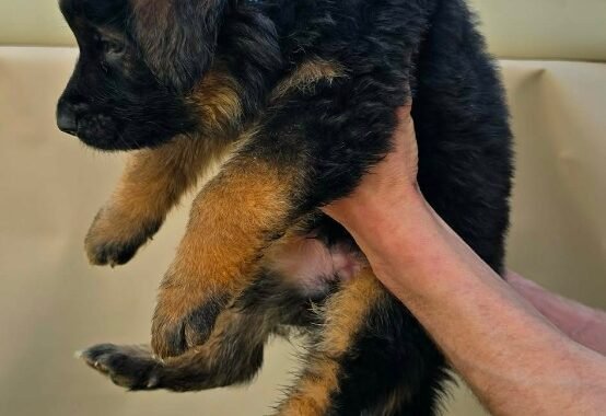 Messenger creation CAF5BD6B 3144 4B65 B4B5 1CA7665ABD1F