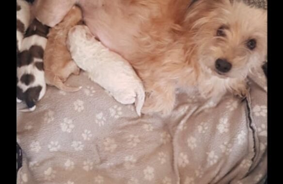 Screenshot 20260330 165401 Chrome