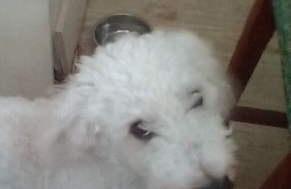 Screenshot 20260330 165415 Chrome