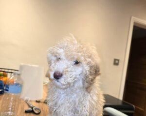 Screenshot 20260402 183641 Gallery