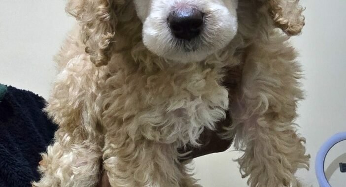 Screenshot 20260402 183739 Gallery