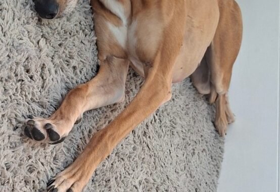 Screenshot 20260418 092849 Gallery