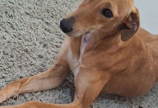 Screenshot 20260418 092857 Gallery