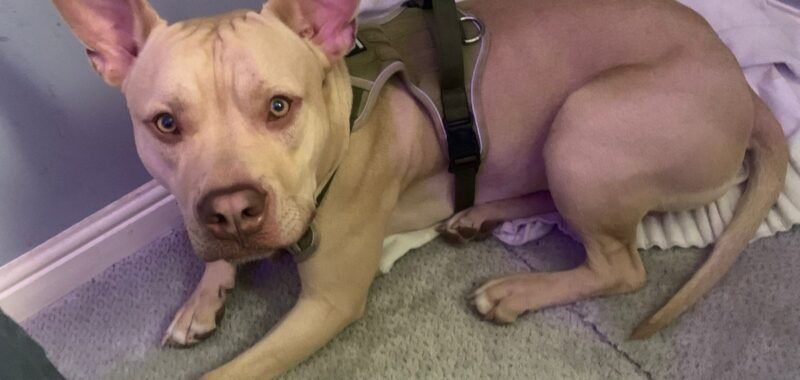 WhatsApp Image 2026 04 09 at 11.46.39