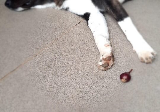 ad298fbb 2e36 44e6 b8bf 2f10cd2413c7 1 all 6885