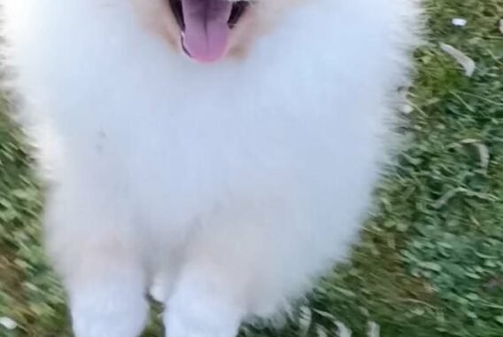 att.7UbG1OAk8gXJj3AQC6Fv8SmHHUQcSxIKDtIDNaahuGc