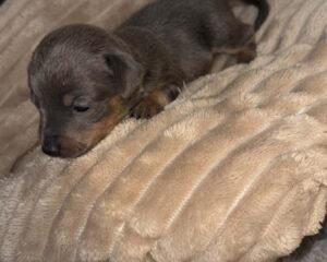 att.BdzBZwMj Ju8CkmE5jY1EoglfPa2wsVlLv6KLlpTrSs