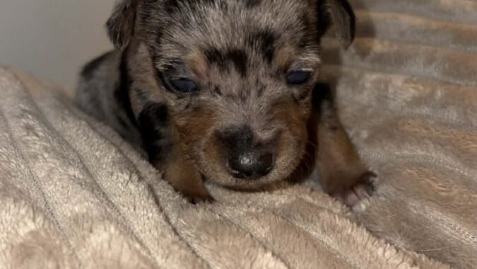 att.UMFF2Wo63KxVtEsnXPcsQwWTTT02JcqxgpRNtd3XlRw