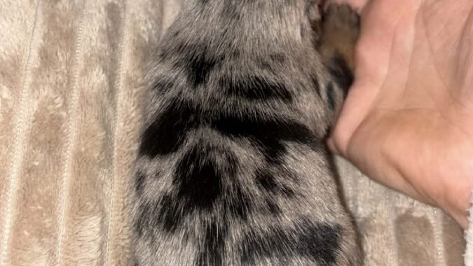 att.zawri2j0fPVEqiVLGA 6mWigsIPReHxlJzoXf4grXIE