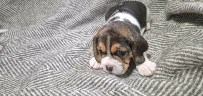 b68acf3f a758 4939 bba7 398995092b02