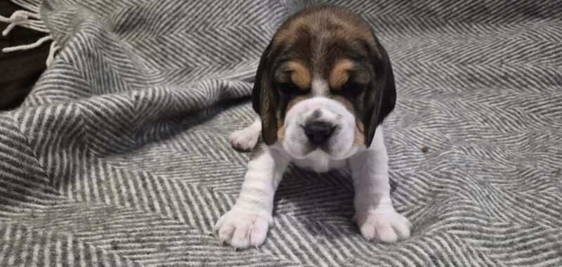 bf4fb011 1d54 4cc6 b634 1eebef623c42