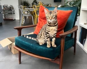 ccdd771b dc6e 41f5 8188 95ef6b50b78d