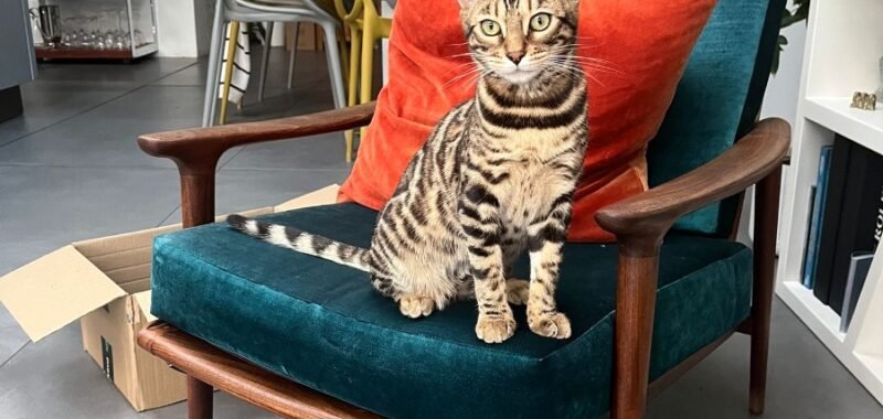 ccdd771b dc6e 41f5 8188 95ef6b50b78d