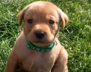 d046ccf7da26822fec5dd821f574c161