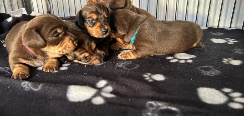 e7235c97 81ab 44df a775 623bee874977