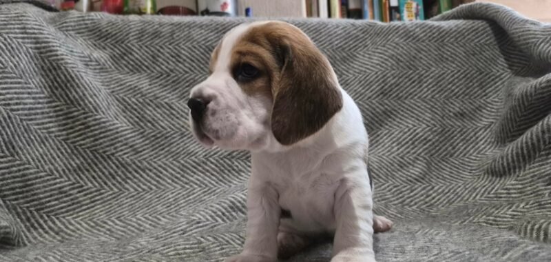 f53a9d7a e5fd 4356 ae09 1794edbd0e7e