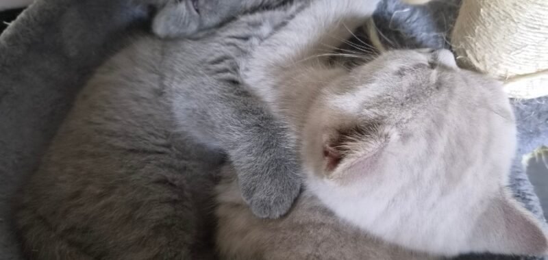 977