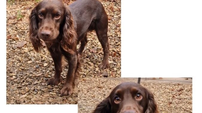 Hector 1