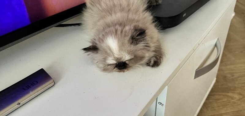 IMG 4269