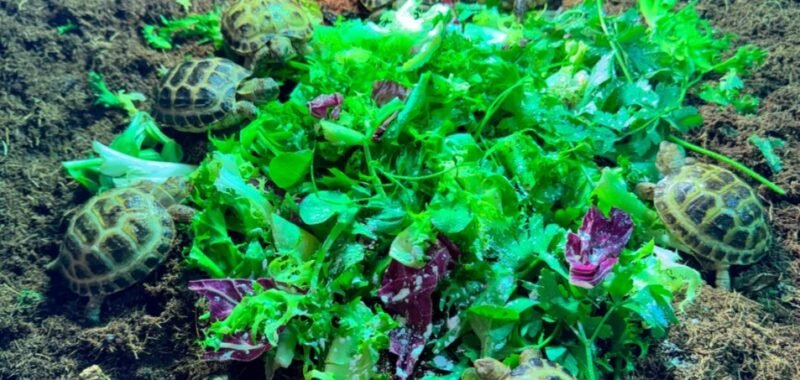 1 1