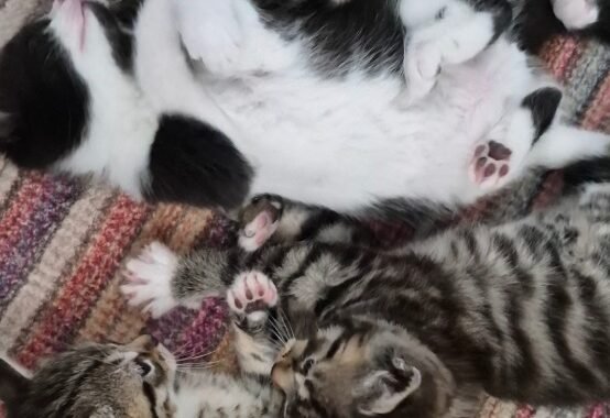 18028