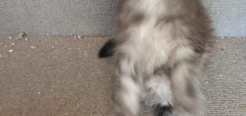 IMG 20260529 WA0016